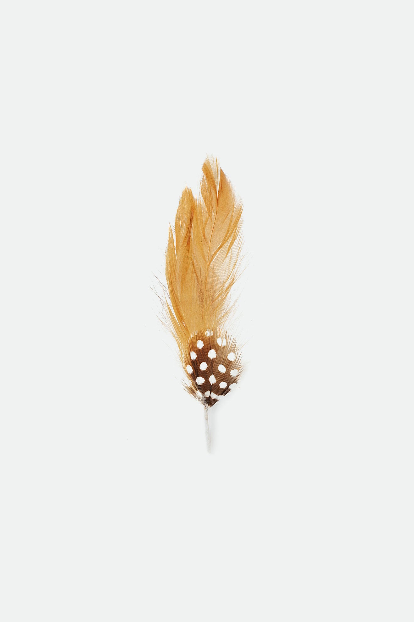 Brixton Brad Universal Hat Feather Accessori Marroni | 017AZKQXF